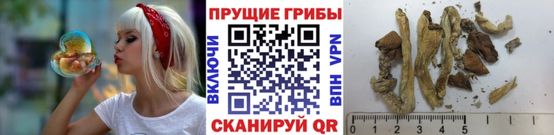 Галлюциногенные грибы Cubensis  Кирс 